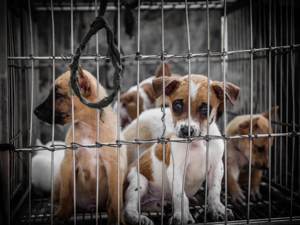 Be Kind to Animals, Stop Animal Cruelty | Lawsisto Legal News